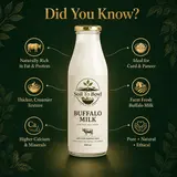 Pure buffalo milk for everyday family use